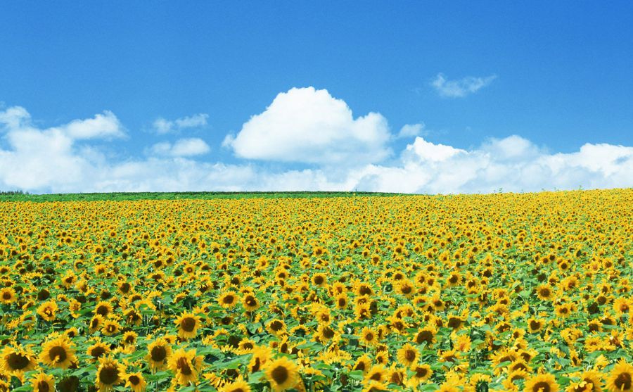 ֵ
