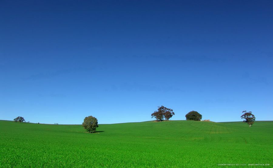 ҵĹ